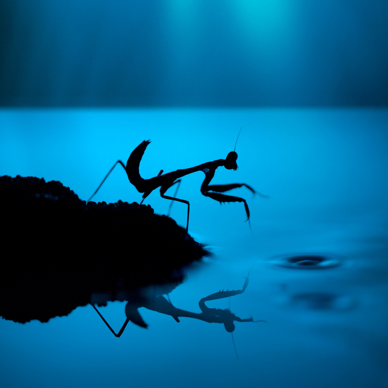 Illustration for article titled Ethereal Insect Photographs Will Cure Your Phobia of Bugs